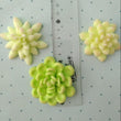 Load image into Gallery viewer, MA 649 Succulents Kit Silicone Mold