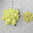 Load image into Gallery viewer, MA 648 Mini Succulents Silicone Mold